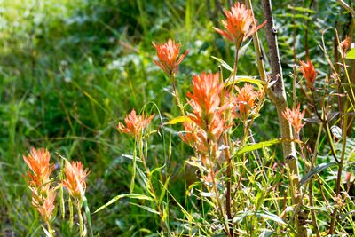 Castilleja miniata, photographed by Paul Asman