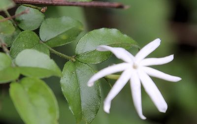 Jasminum streptopus, photographed by Wynand Uys
