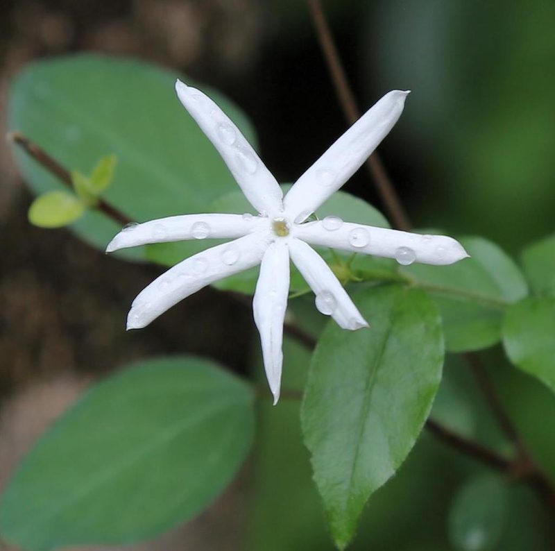 Jasminum streptopus, photographed by Wynand Uys