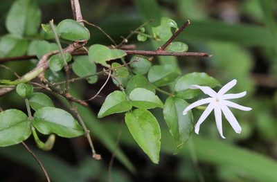 Jasminum streptopus, photographed by Wynand Uys