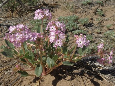 Abronia crux-maltae, photographed by Jim Morefield