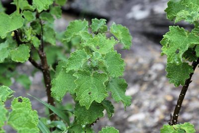 Obetia tenax, photographed by Wynand Uys