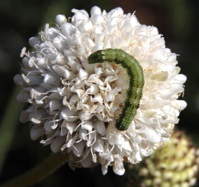 Cephalaria rigida, photographed by Tony Rebelo