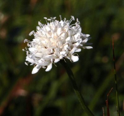 Cephalaria rigida, photographed by Tony Rebelo