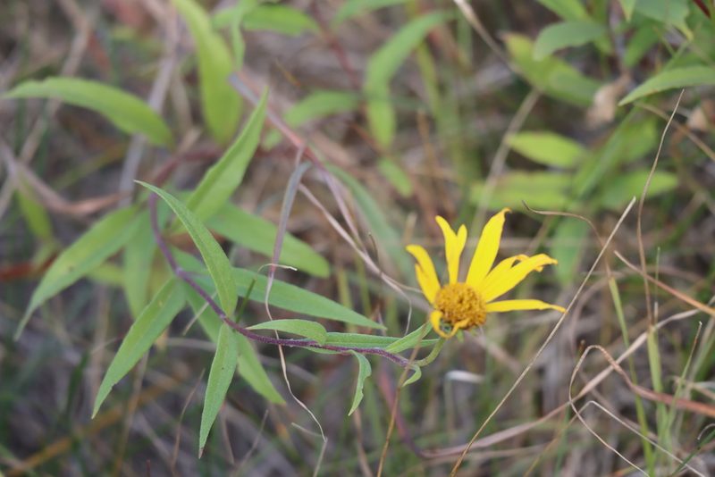 Helianthus nuttallii, photographed by Mary Krieger