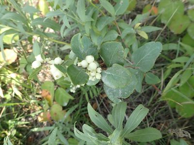 Symphoricarpos occidentalis, photographed by Mary Krieger