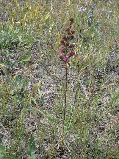 Liatris ligulistylis, photographed by Mary Krieger