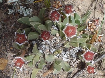 Acrodon bellidiflorus, photographed by Nicola van Berkel