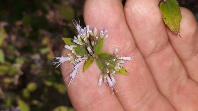 Cunila origanoides, photographed by Lindsey G.