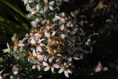 Printzia aromatica, photographed by Tony Rebelo