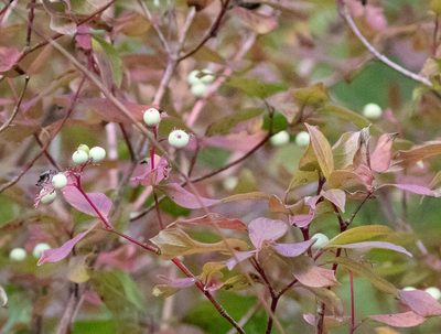 Cornus racemosa, photographed by Glenn Berry