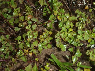 Chascanum cuneifolium, photographed by Nicola van Berkel