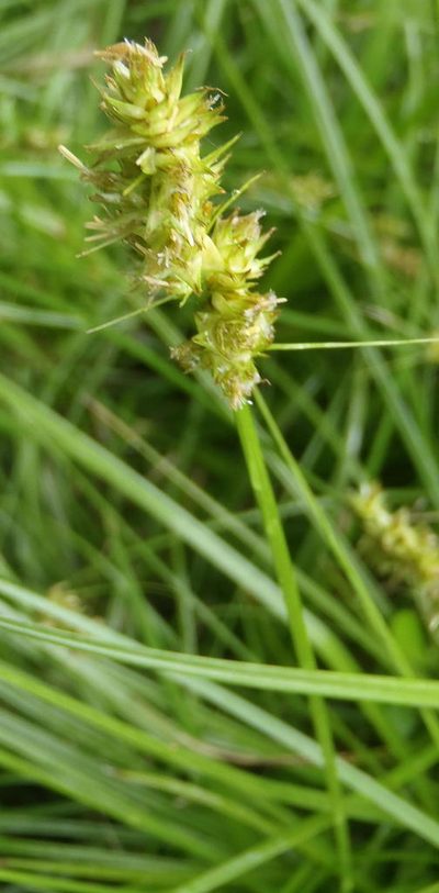 Carex glomerata, photographed by Nicola van Berkel