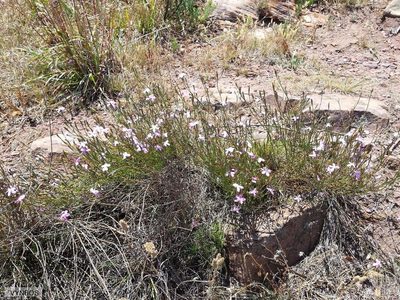 Dianthus albens, photographed by Chris Vynbos