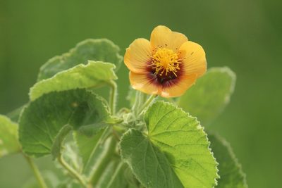 Abutilon hirtum, photographed by Haneesh K M