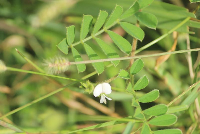 Tephrosia pumila, photographed by Haneesh K M