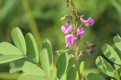 Tephrosia purpurea, photographed by Haneesh K M