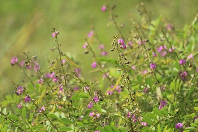 Tephrosia purpurea, photographed by Haneesh K M