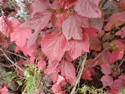 Viburnum edule, photographed by Randal