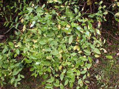 Vaccinium scoparium, photographed by Randal