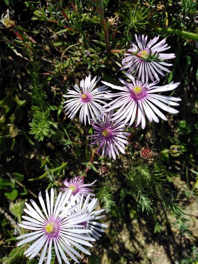 Lampranthus leptaleon, photographed by melda