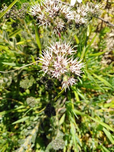 Lobostemon capitatus, photographed by melda