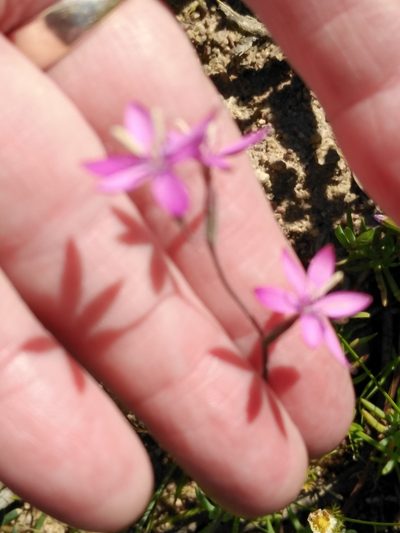 Hesperantha pilosa, photographed by melda