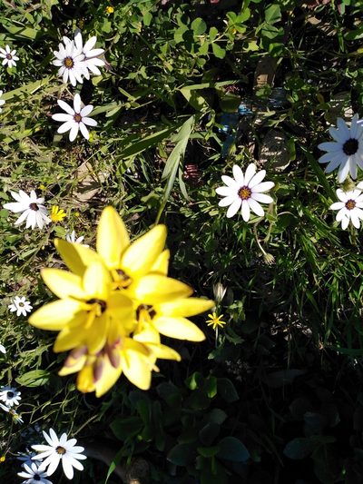 Ixia fuscocitrina, photographed by melda