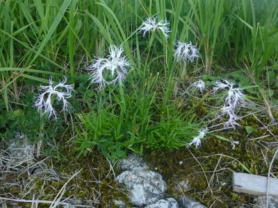 Dianthus superbus, photographed by Gabriel Mayrhofer