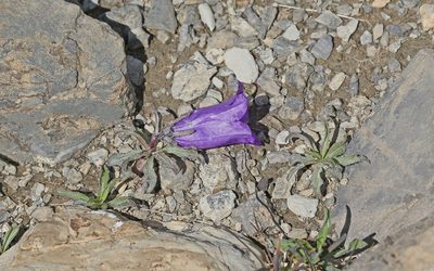 Campanula alpestris, photographed by Christoph Moning