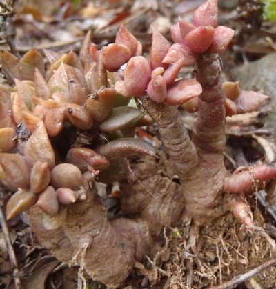 Anacampseros rufescens, photographed by Nicola van Berkel