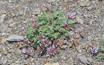 Oxytropis helvetica, photographed by Christoph Moning