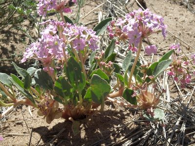 Abronia crux-maltae, photographed by Jim Morefield