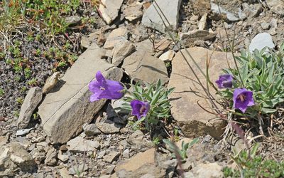 Campanula alpestris, photographed by Christoph Moning