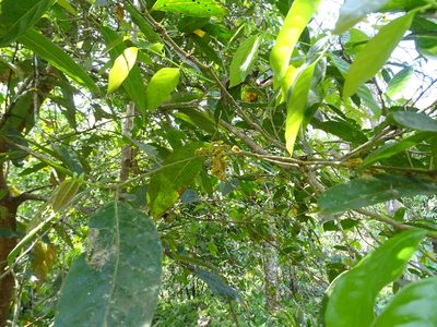 Aporosa cardiosperma, photographed by Ajit Ampalakkad