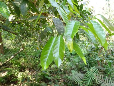 Aporosa cardiosperma, photographed by Ajit Ampalakkad