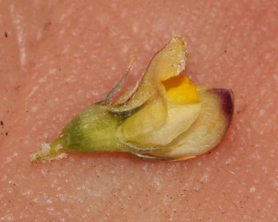 Aspalathus aristata, photographed by Brian du Preez