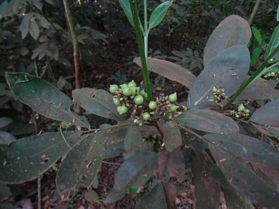 Glycosmis pentaphylla, photographed by Ajit Ampalakkad