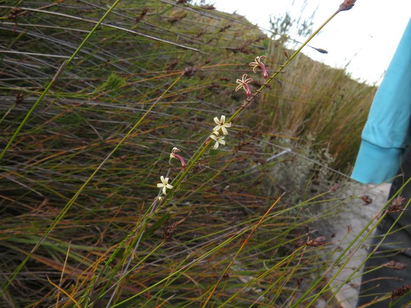 Cyphia zeyheriana, photographed by Jeremy Gilmore