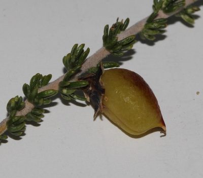 Aspalathus costulata, photographed by Brian du Preez