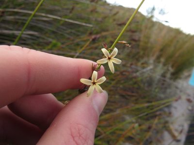 Cyphia zeyheriana, photographed by Jeremy Gilmore