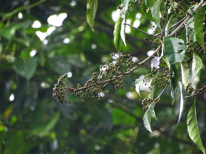 Aporosa cardiosperma, photographed by Ajit Ampalakkad