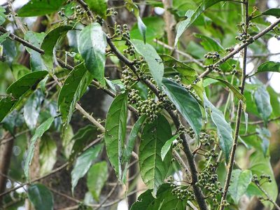 Aporosa cardiosperma, photographed by Ajit Ampalakkad