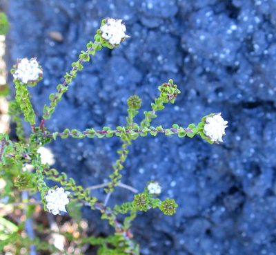 Phylica debilis, photographed by Di Turner