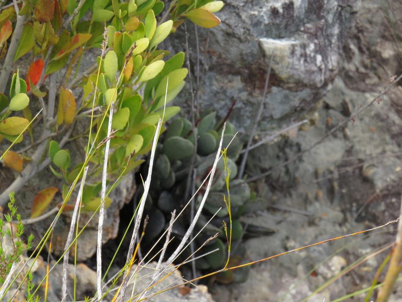 Adromischus hemisphaericus, photographed by Jeremy Gilmore