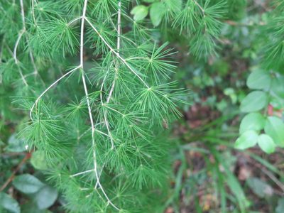 Asparagus macowanii, photographed by Di Turner