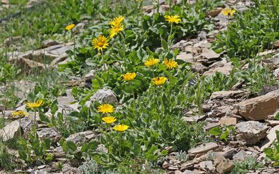 Doronicum grandiflorum, photographed by Christoph Moning