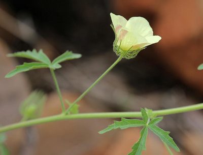Pavonia transvaalensis, photographed by Wynand Uys
