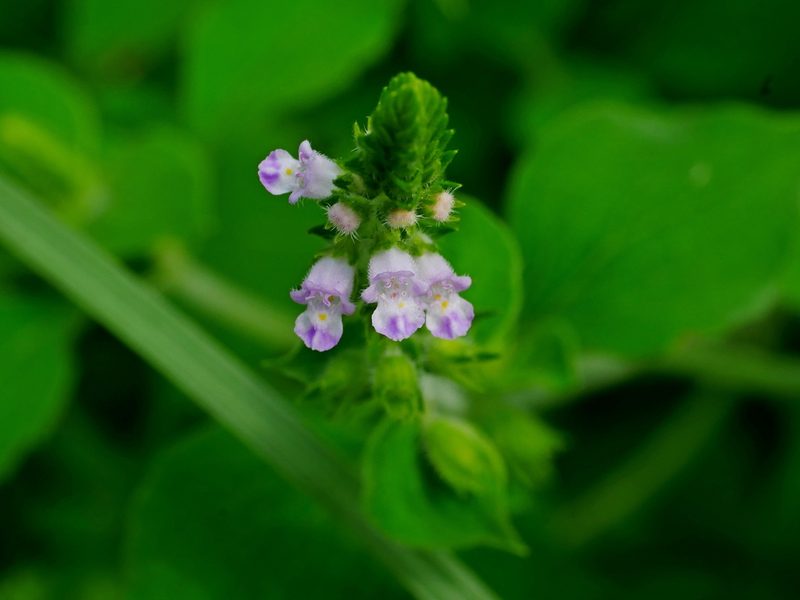 Mosla scabra, photographed by Jacy Chen
