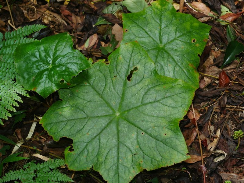 Podophyllum pleianthum, photographed by Jacy Chen